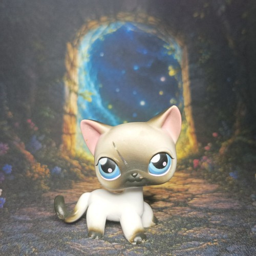 Chat européen littlest - européen, #5