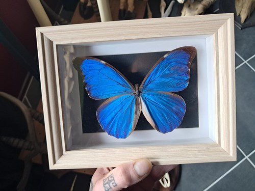 Papillon morpho didius sous - papillon,