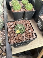 Obregonia Denegrii Variegata Very Rare Plant