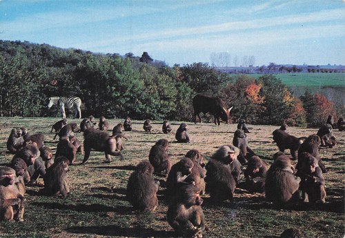 Peaugres safari parc haut - safari,