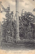 Ivory Coast - DABOU - Native climbing a palm tree to harvest palm kernels - Publ