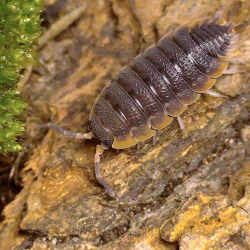 Porcellio scaber red edge - porcellio,