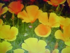 500 Graines de Pavot de Californie- fleurs mellifères - semences paysannes