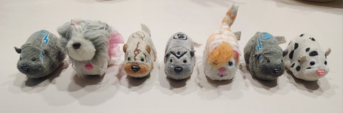 Zhu pets hamsters - zhu,