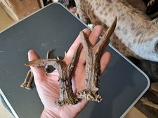 Paire de bois de chevreuil