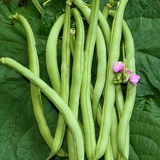 25 Graines D' Haricot nain mangetout Contender
