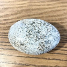 Fossile poli os de dinosaure