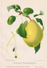 Hardenponts Winterbutterbirne