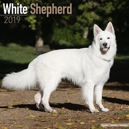 Calendrier 2019 berger blanc - calendrier,