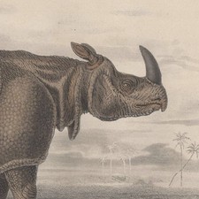 Edouard Traviès Le Rhinocéros - Gravure Histoire Naturelle XIXe