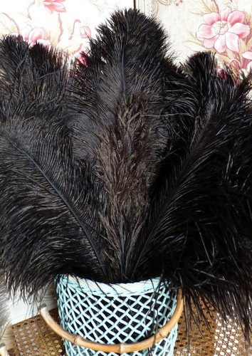 Lot anciennes grandes - lot, plumes
