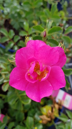 Decorosier emera noatraum - emera®, 'noatraum'