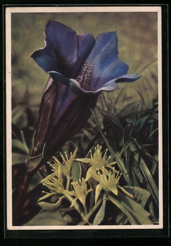Gentiane fleurs dans - en,