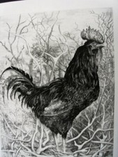 COQ DE FRANCE(LE) -GRANDE