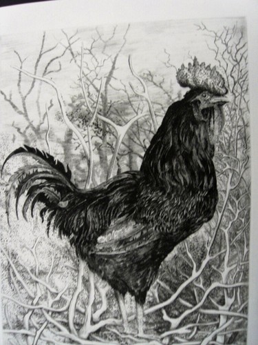 Coq france grande - coq, -grande