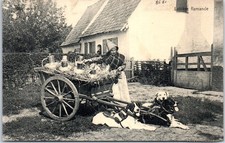 Belgique - type de laitiere flamande et son attelage de chiens