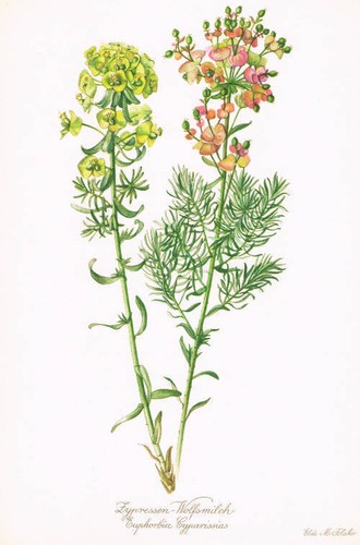 Euphorbia cyparissias - euphorbia,
