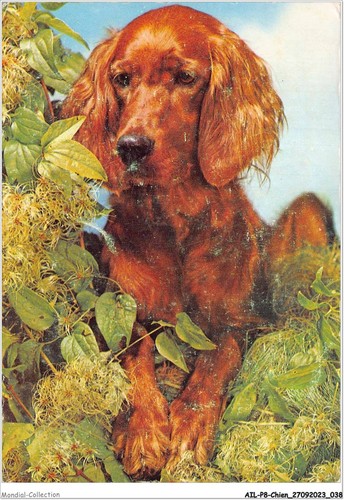 Ailp8 0732 chien setter - -,