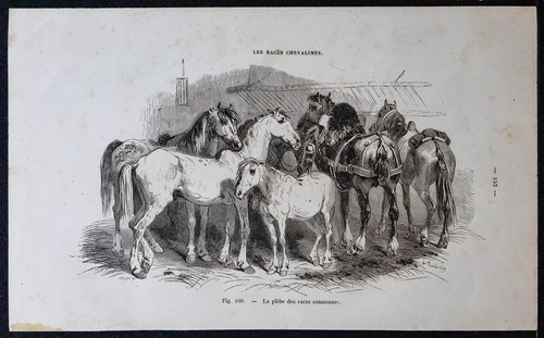 1882 chevaux de races - 1882,