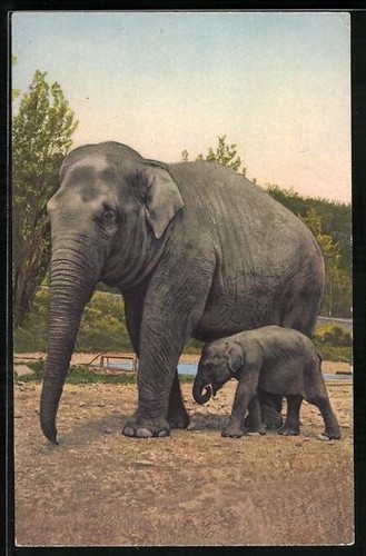Vache éléphant avec