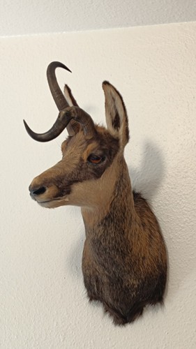 Taxidermie taxidermy - taxidermie,