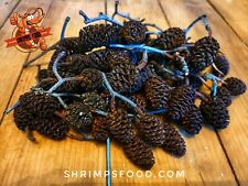 Fruits D'aulnes pour aquarium