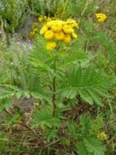 10 PLANTS DE TANAISIE Anti Tique Anti Puce Insectifuge, Anti Mildiou.