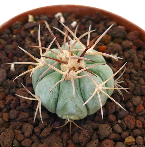 Echinocactus horizonthalonius