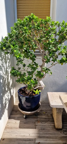 Grand bonsaï ficus 15ans
