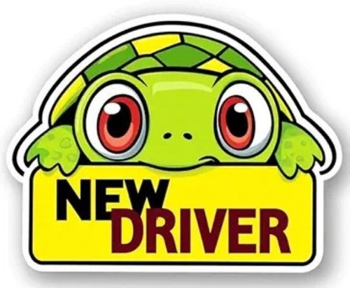 New adorable cartoon turtle - cartoon,