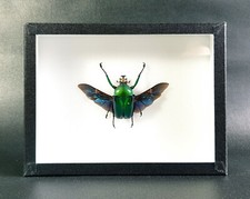 Véritable coléoptère naturalisé : Dicronorhina derbyana - (Entomologie, insecte)