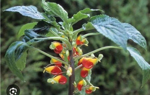 Impatiens bec perroquet - impatiens,