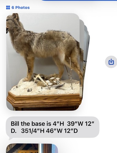 Beautiful authentic fox - beautiful, mount