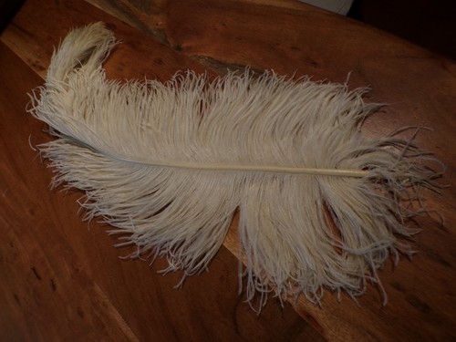 Grande plume autruche - grande, ecrue