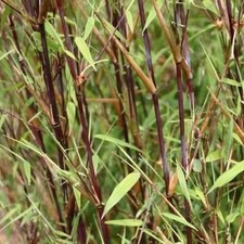 Fargesia 'Red Dragon' - Bambou