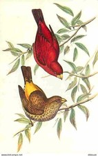 Animaux - Oiseaux - Haematospiza - Dessin de John Gould - Carte Neuve - CPM - Vo