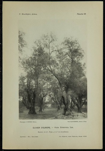 1898 olivier europe - -,
