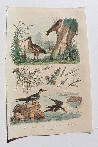 Gravure 1835 dictionnaire - gravure,