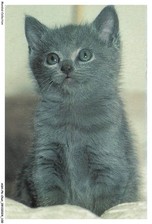 ASHP6-0372-CHAT - UN CHATON