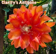 🌺 RARE Epiphyllum