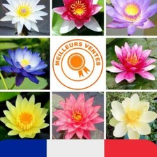 20 Graines Fleurs de LOTUS Sacré MULTI COULEURS Cultiver en intérieur ou BASSIN