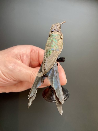 Colibri taxidermie - taxidermie,