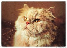 ASHP2-0131-CHAT - PORTRAIT DE