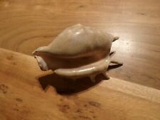 COQUILLAGE  CONQUE BORD DE MER