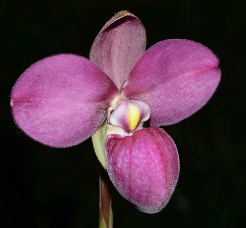 Phragmipedium graeme jones - phragmipedium,