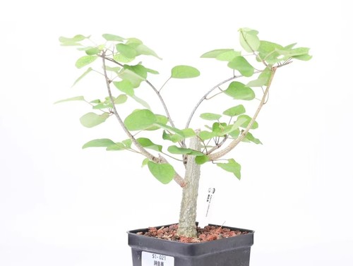 Sale rare plant cacti - plant, adenia