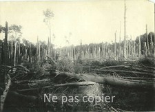 WWI Première Guerre mondiale 1914-1918 forêt bombardée photo 11,9 x 16,8 cm