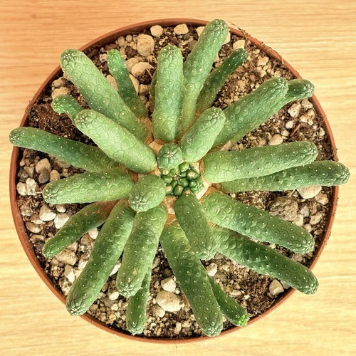 Euphorbia esculenta pot cm - pot,