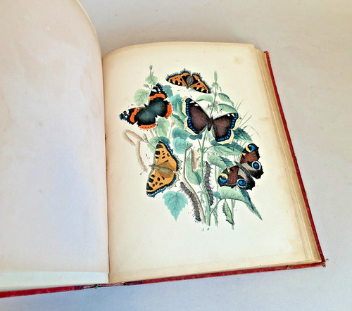 Les papillons par a - papillons.,