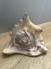 Coquillage De Collection Conque De Mer 17 cm